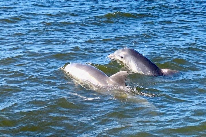 Two dolphins swimming in a body of water with greenery on the horizon.